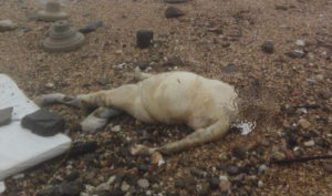 Ecco il corpo rinvenuto sulla spiaggia