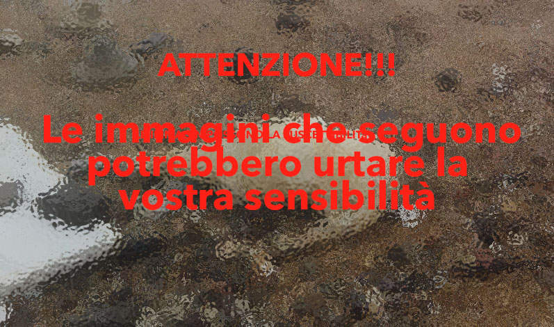 cadavere-santa-marinella-PREVIEW