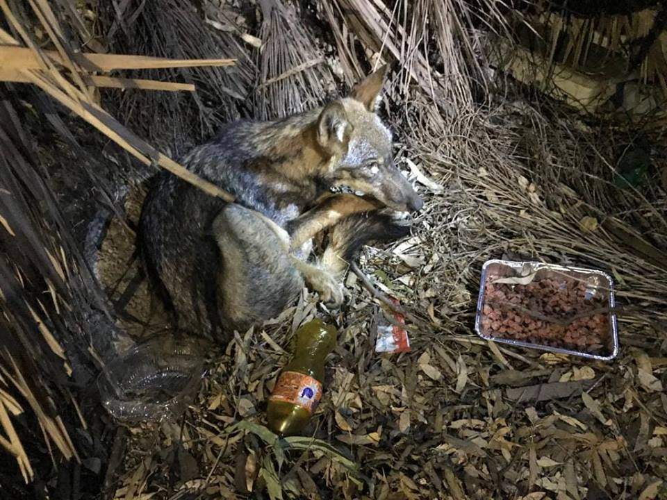 lupo guardie ecozoofile