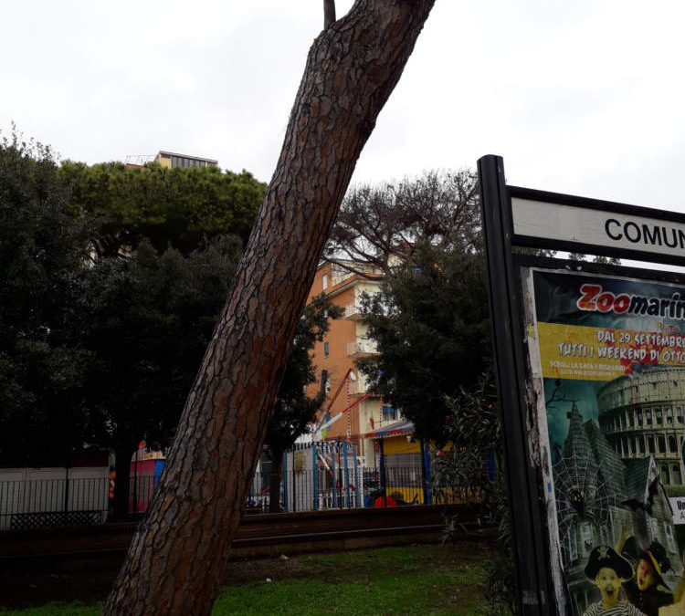 Anche tu redattore: “Cosa si aspetta a mettere in sicurezza i pini nei parchi di Ladispoli?”