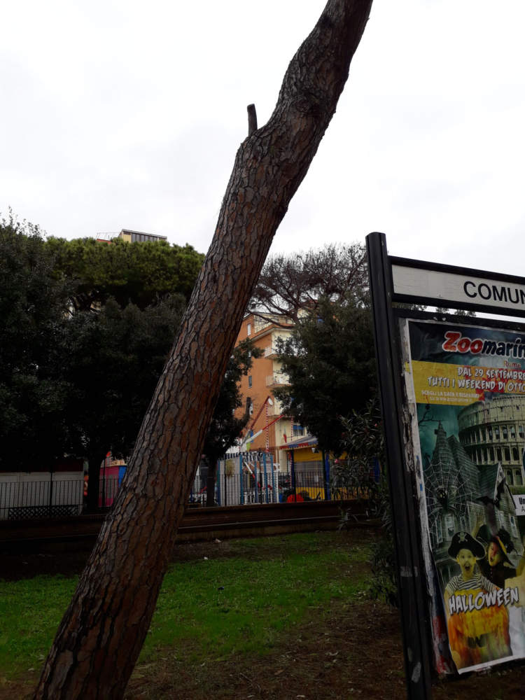 Pini pericolanti a Ladispoli