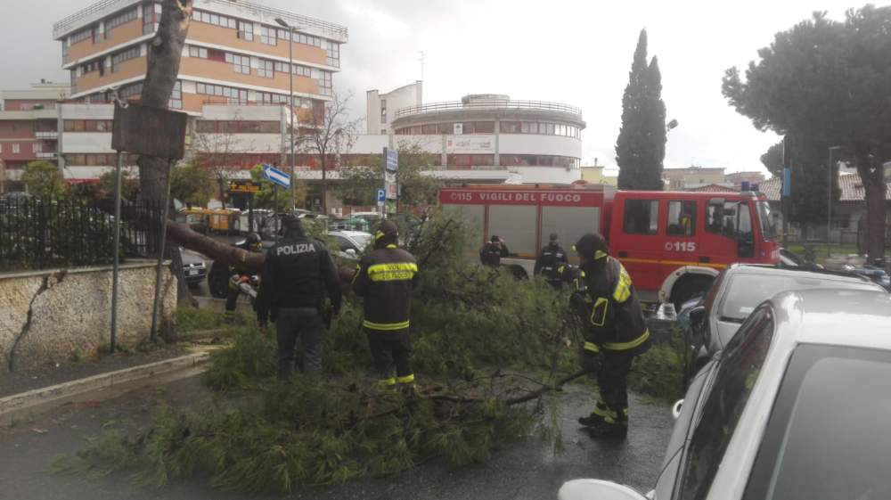 pino albero caduto civitavecchia polizia commissariato vigili vvf 1