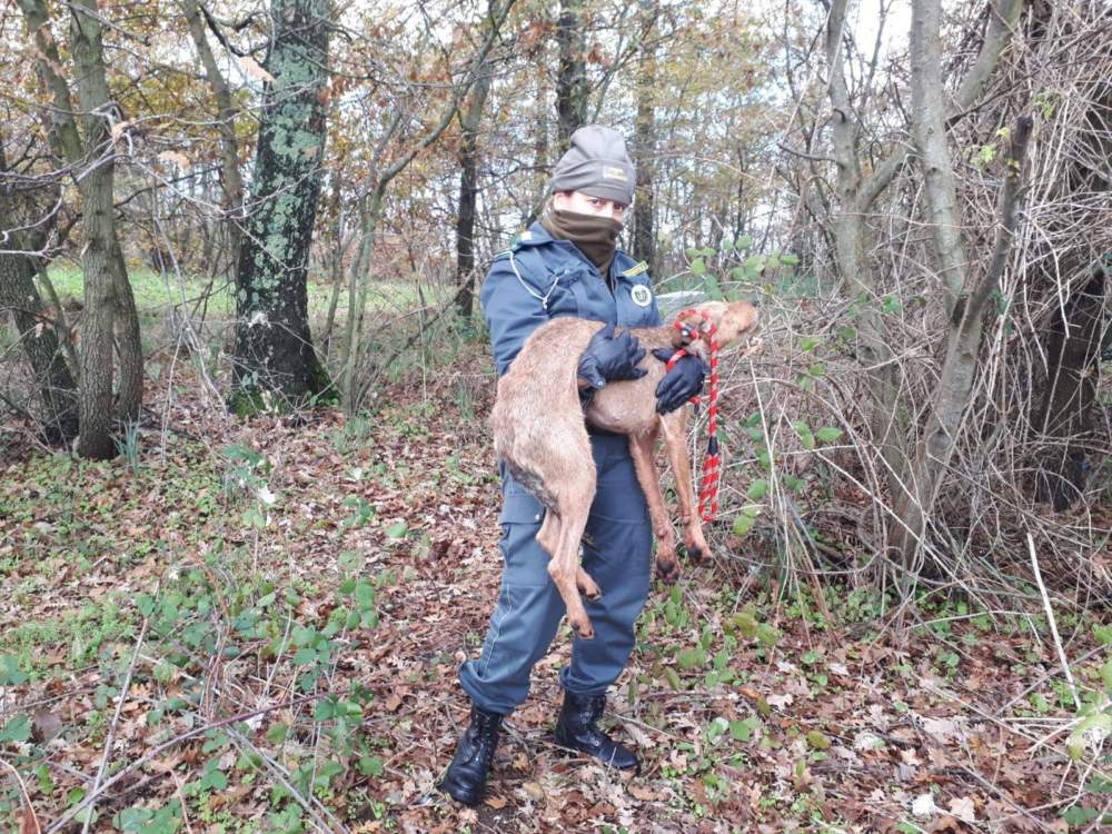 Segugio salvato dalle Guardie Ecozoofile Fareambiente Cerveteri
