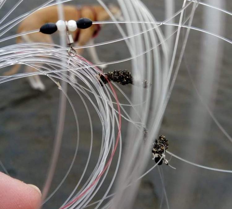 Allarme ami abbandonati,  a rischio i cani a spasso lungo le spiagge  di Ladispoli
