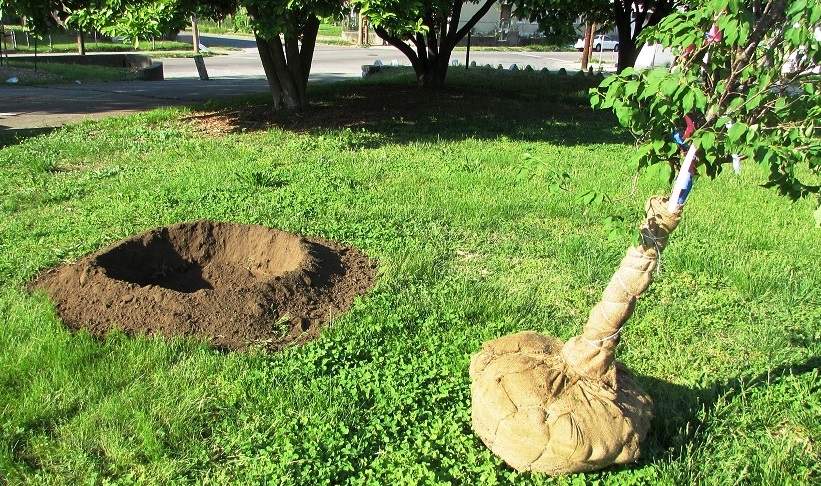 alberi piantumazione