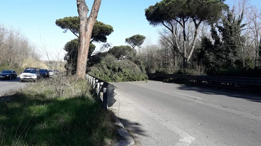 albero caduto colombo