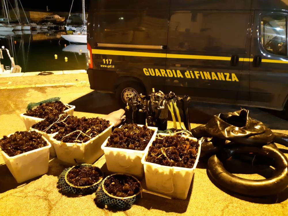 Guardia di Finanza ricci sequestrati