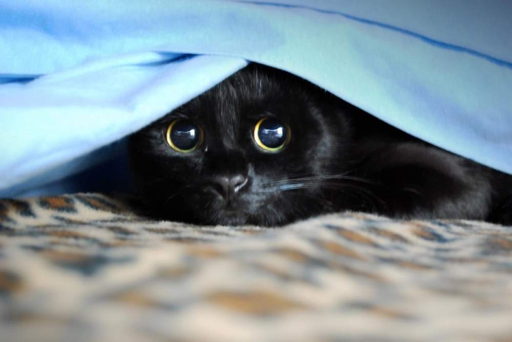 gatti-neri