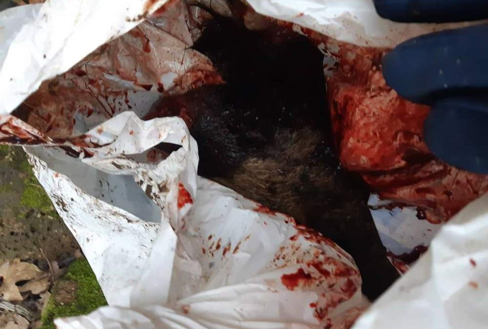 Teste di cinghiale lungo le strade di Bracciano