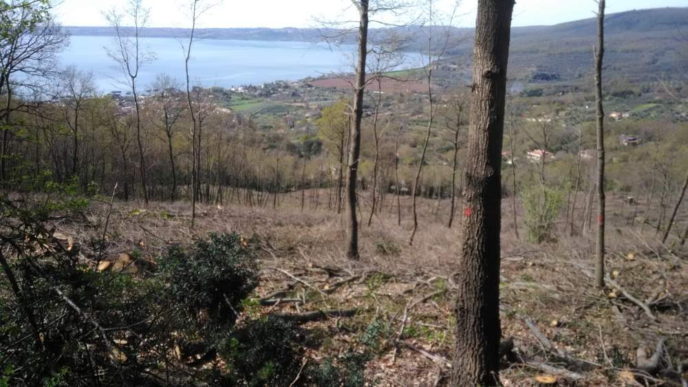 Bracciano, cittadini preoccupati per il taglio degli alberi