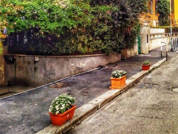 guerriglia flowering