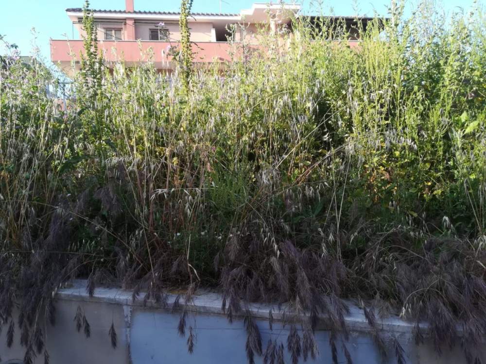 Erba alta sottopasso stazione Ladispoli