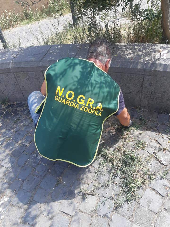 nogra guardie zoofile