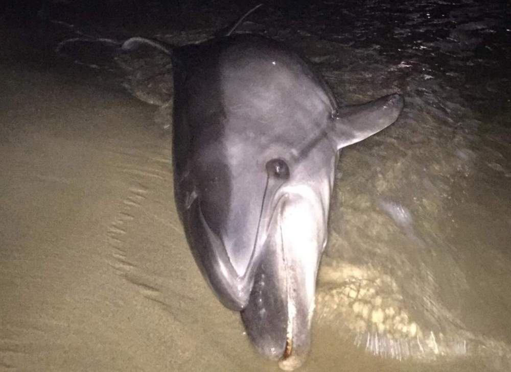 delfino morto