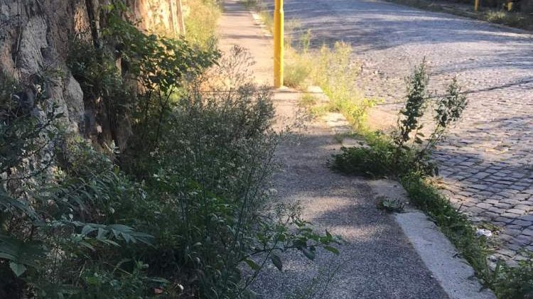 cropped-erba-alta.jpeg