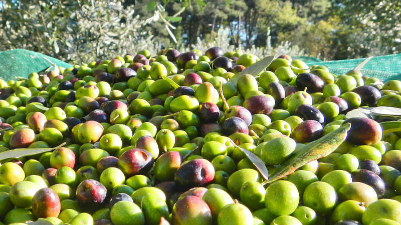 cropped-raccolta-delle-olive.jpg