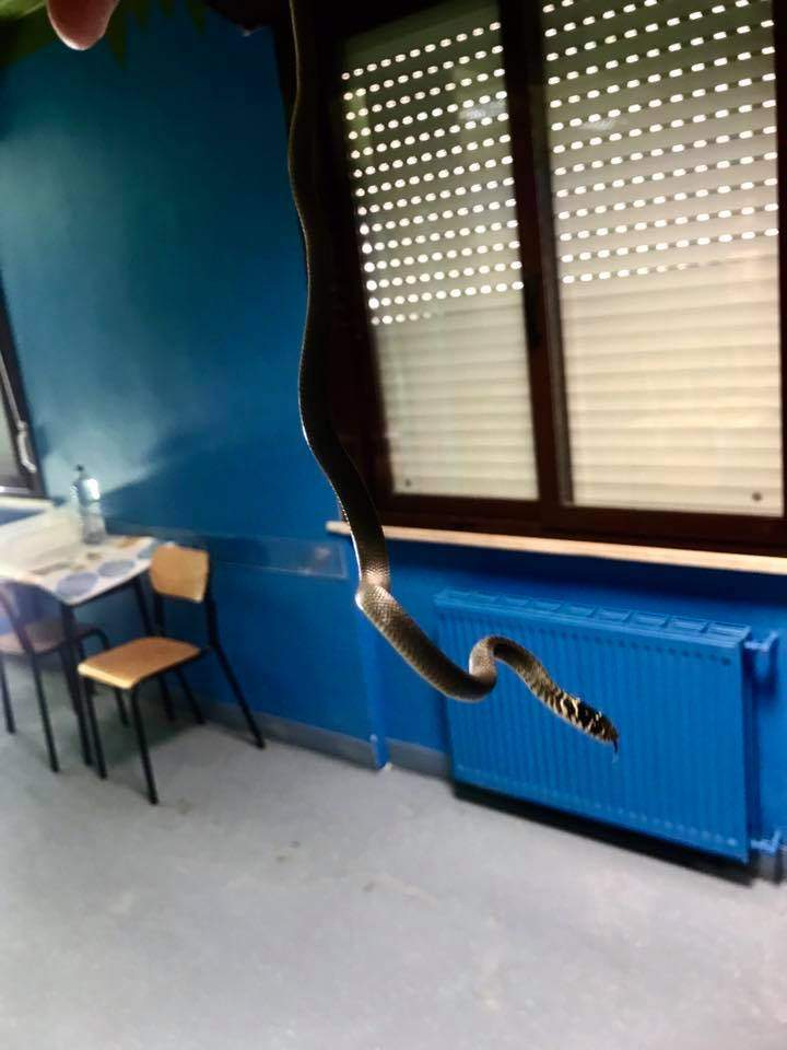 serpente mensa Cerveteri