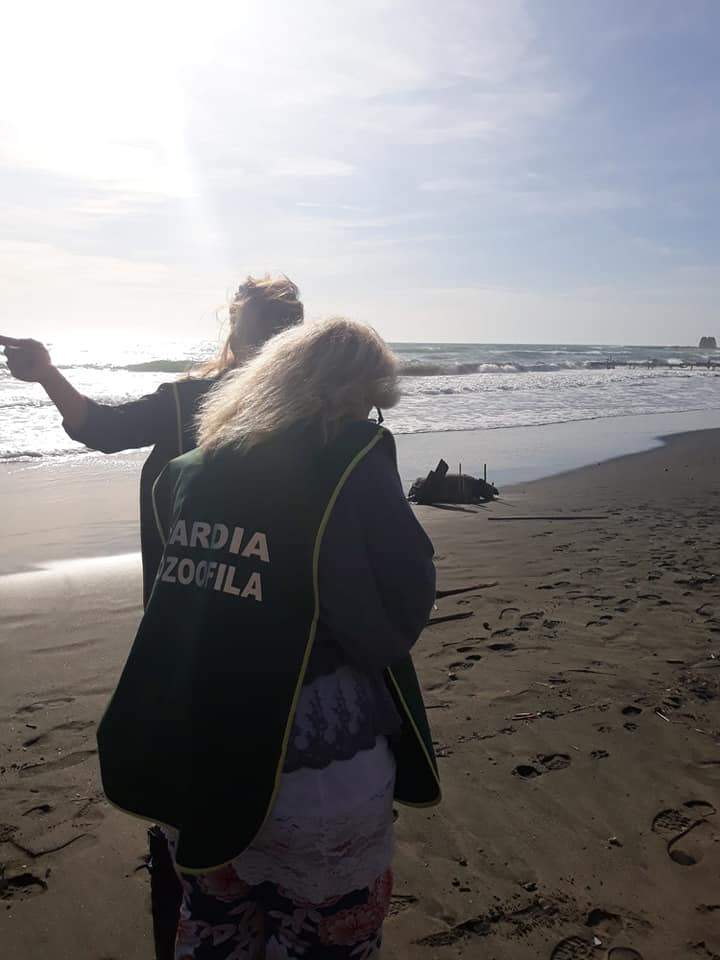 Guardie Zoofile Mare Guardie Zoofile Mare