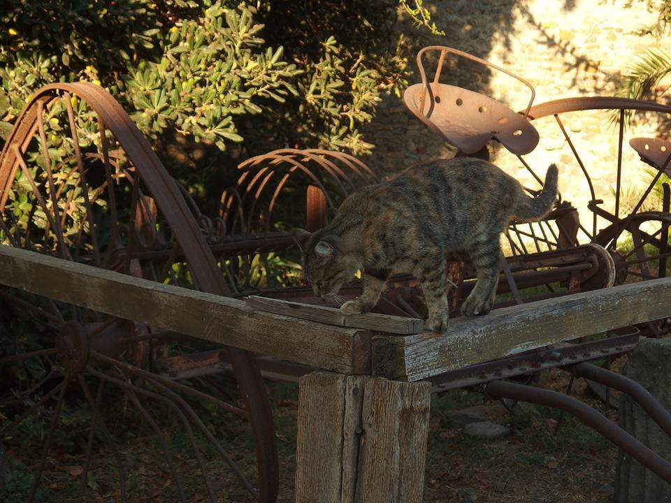 aristogatti aperimicio santa severa gatto gatti 4 aristogatti aperimicio santa severa gatto gatti 4