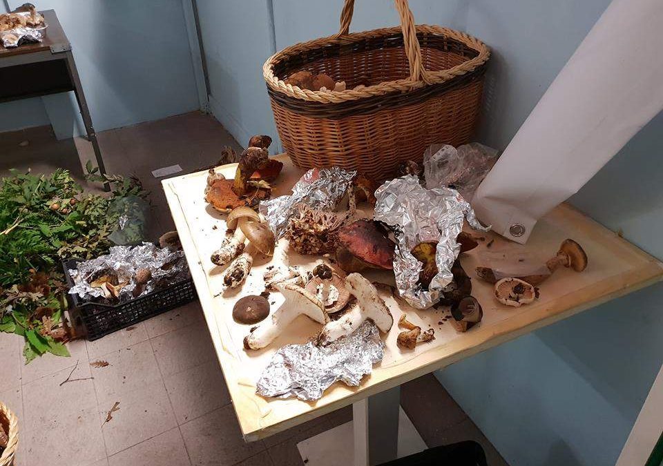 Ladispoli, terza mostra micologica della Aml