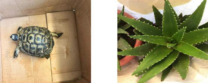 sequestro porto civitavecchia