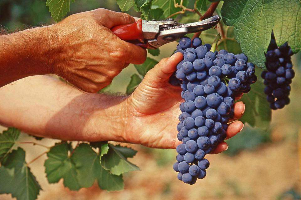 vendemmia vendemmia