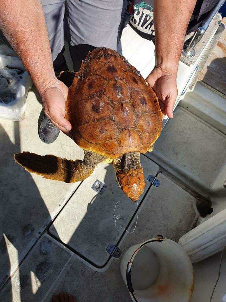 tartaruga salavata pescatori santa marinella