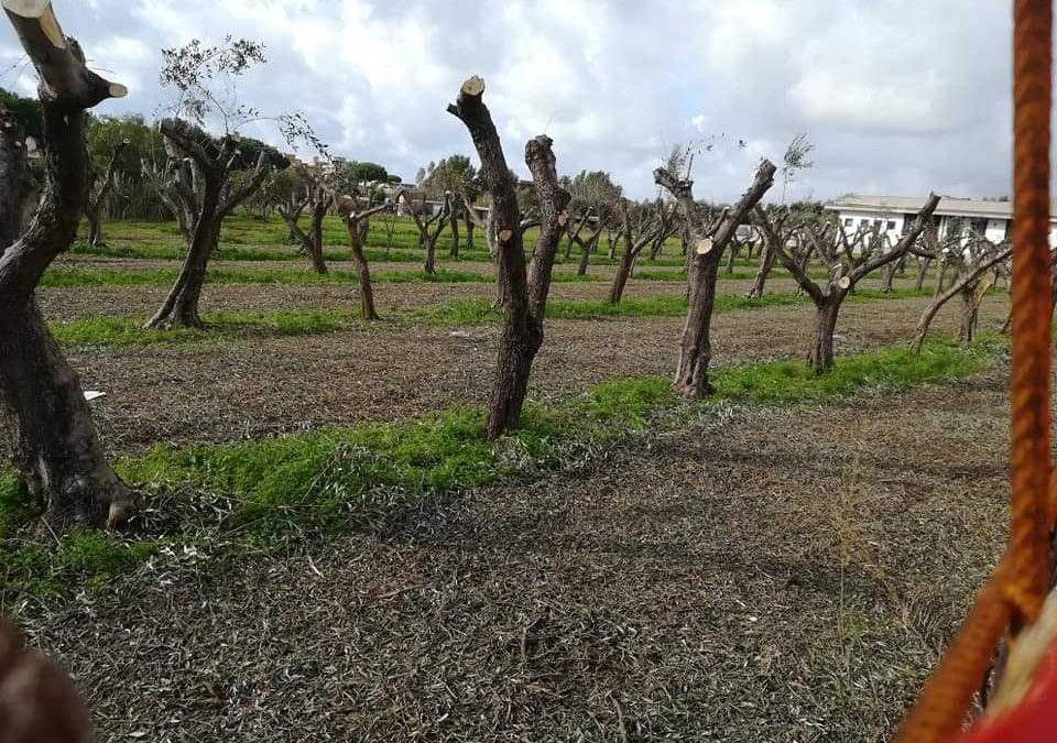 Ladispoli, la cementificazione procede senza sosta