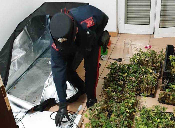 Le 350 piante di marijuana sequestrate dai Carabinieri (1)
