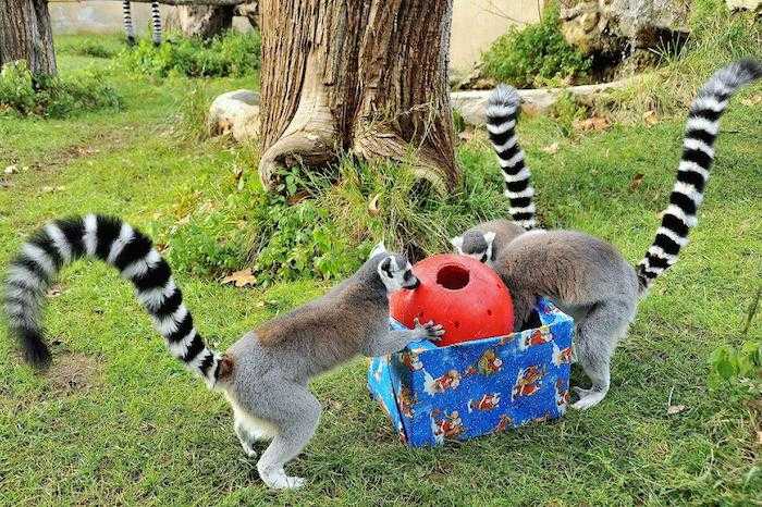 MDG_8810 NATALE con i lemuri catta alb