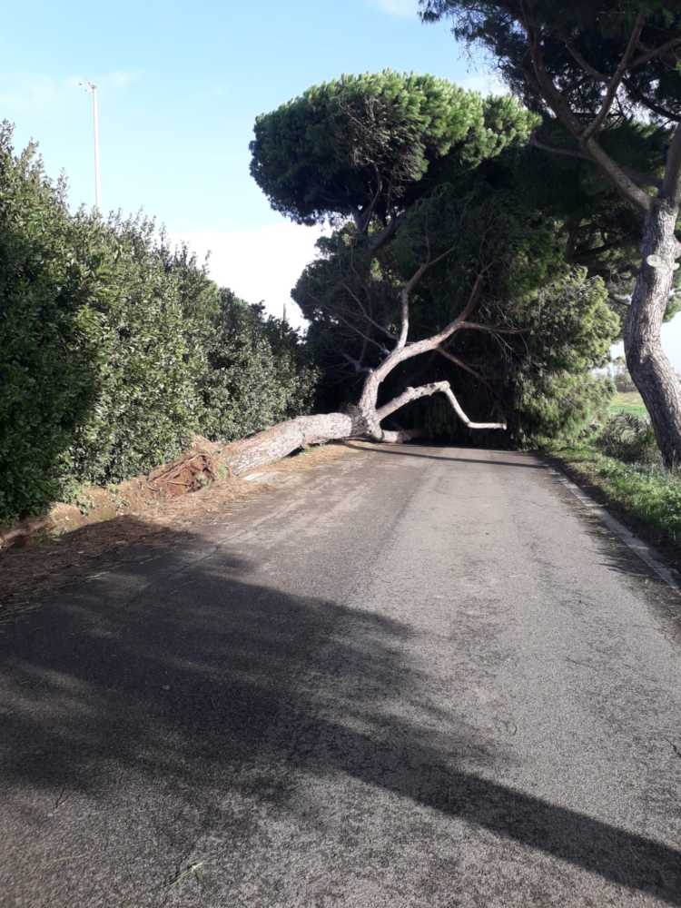 albero caduto monteroni