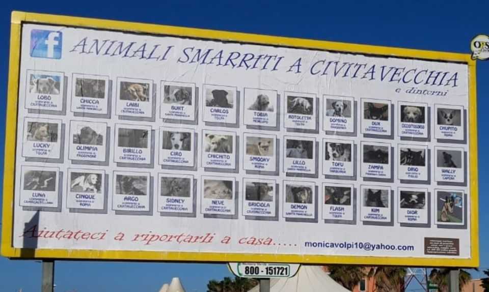 animali scomparsi cani smarriti civitavecchia maxi cartellone animali scomparsi cani smarriti civitavecchia maxi cartellone