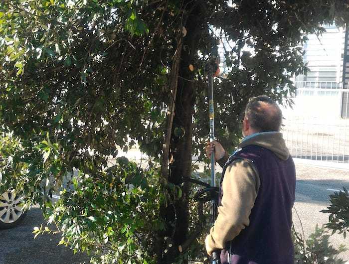 Parco Leonardo: lavori di potatura e sfalcio, il programma