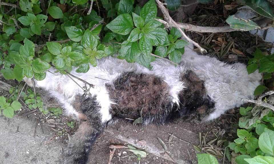 Strage di gatti a Santa Severa: possibile avvelenamento