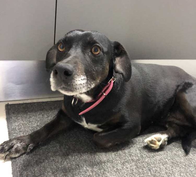 Civitavecchia, si è smarrita la cagnetta Kisha: se avvistata ecco chi chiamare