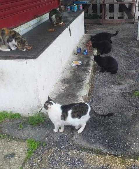 mici gatti colonia santa severa 1