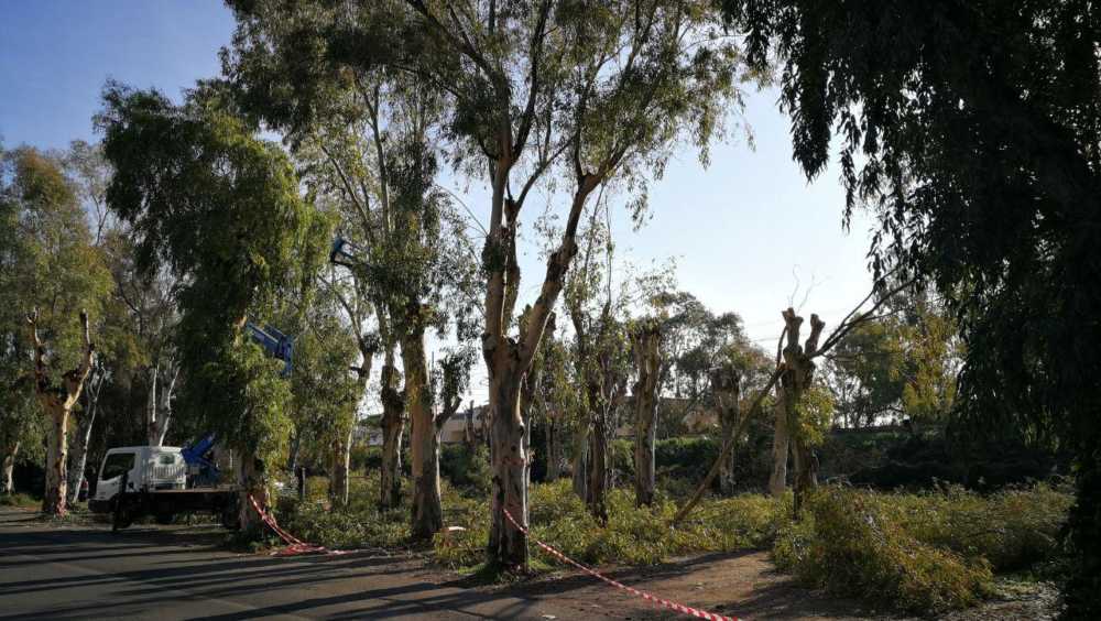 parco eucalipti santa marinella (1)