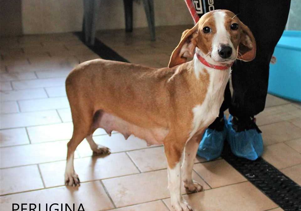 Cerveteri, le Ecozoofile di Fare Ambiente pronte alle adozioni certificate dei cagnetti sequestrati a settembre