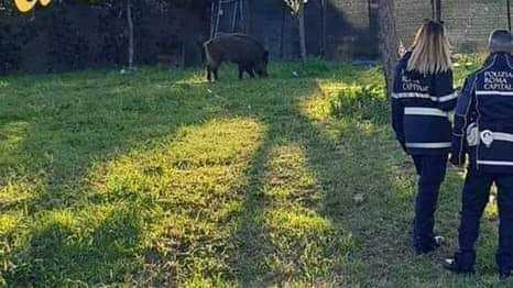 cinghiale talenti