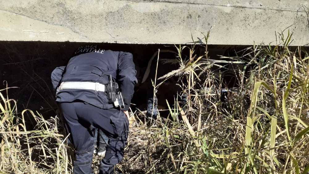 polizia locale
