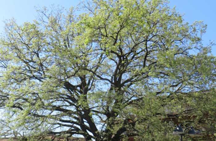 quercia N. 1 Largo Almunecar quercia N. 1 Largo Almunecar