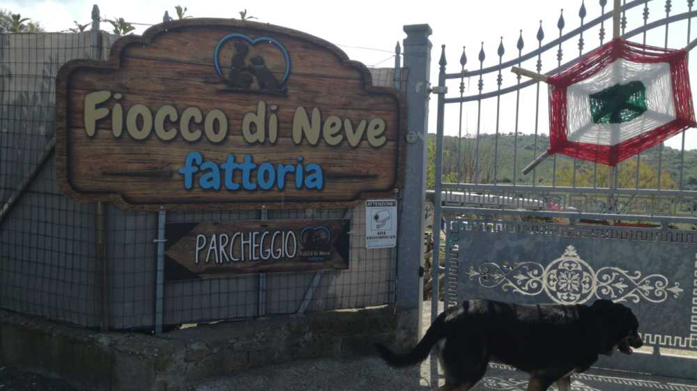 Fattoria Fiocco di Neve animali