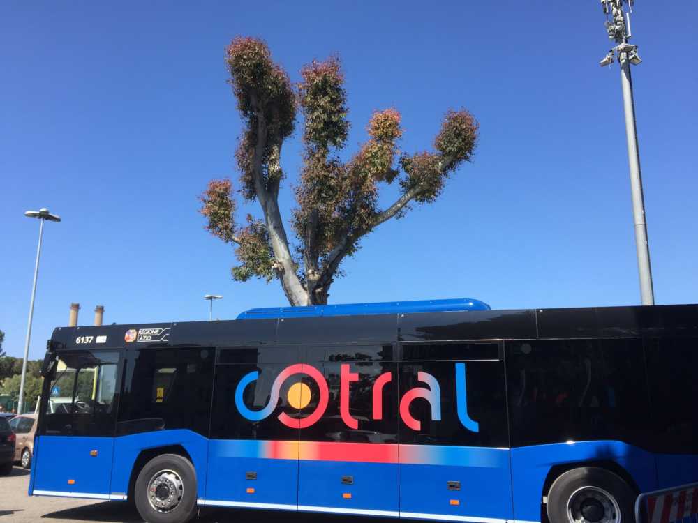 cotral civitavecchia