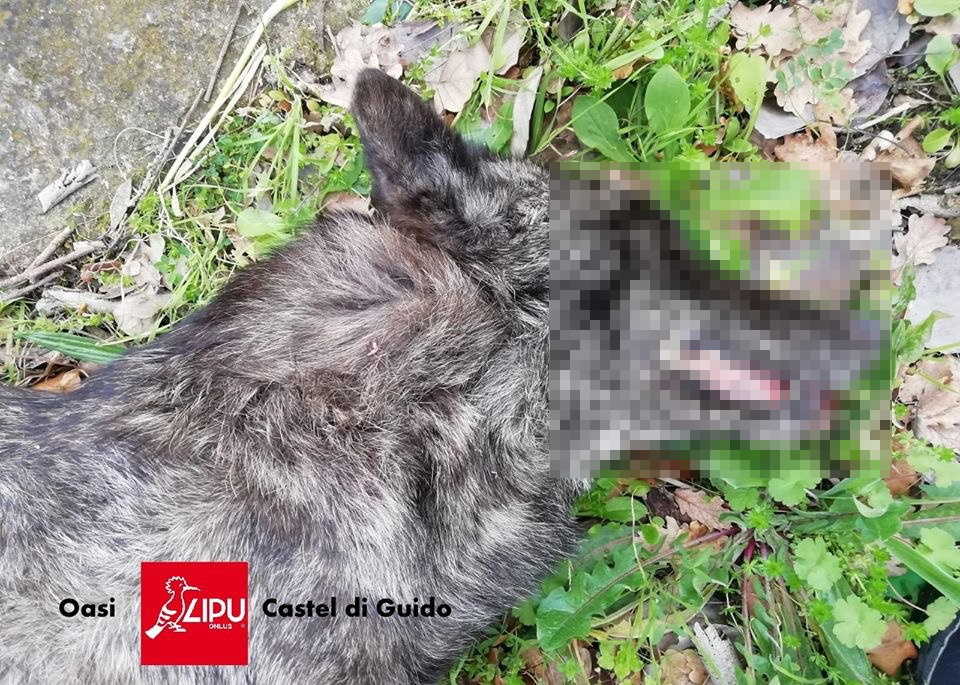 lupo morto castel guido lipu lupo morto castel guido lipu