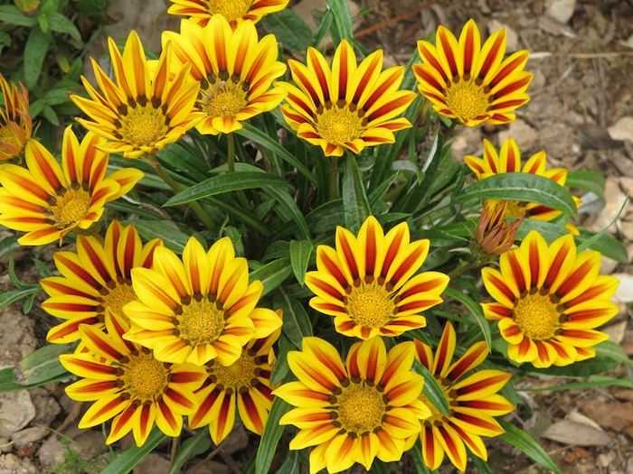 pianta gazania