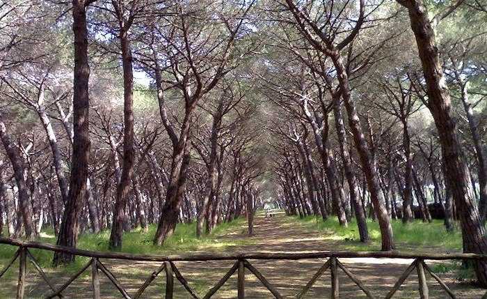 pineta montalto 1 pineta montalto 1