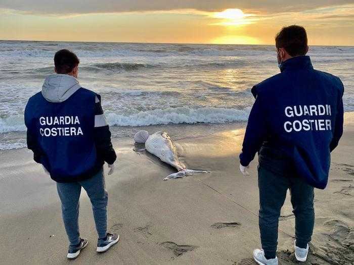 balenottera morta fregene