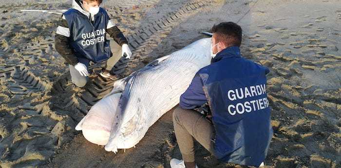 balenottera morta fregene