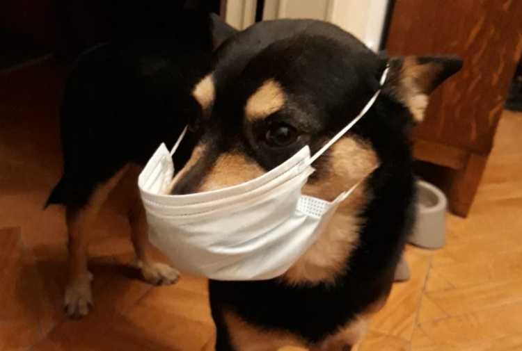 Animali possono essere infettati, ma non vi sono evidenze scientifiche del contrario