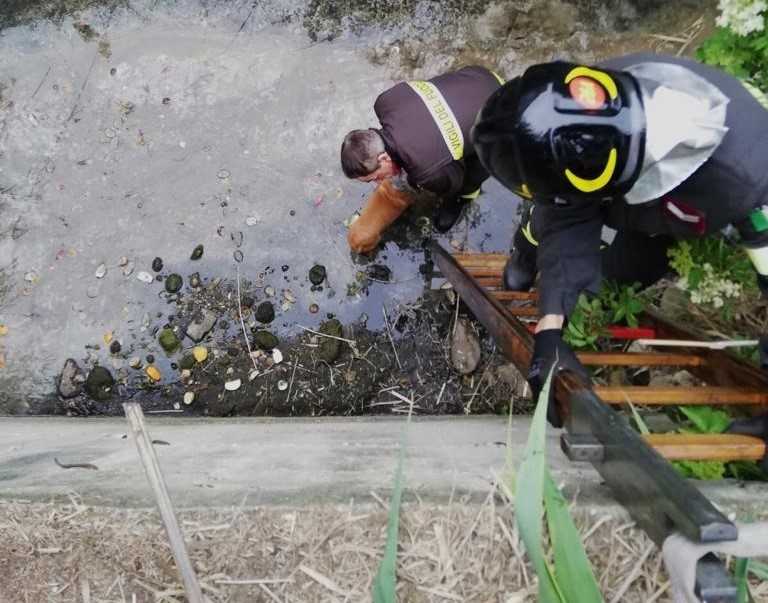 cagnetto enea mecucci mattei cerveteri vigili fuoco pompieri vvf cerveteri